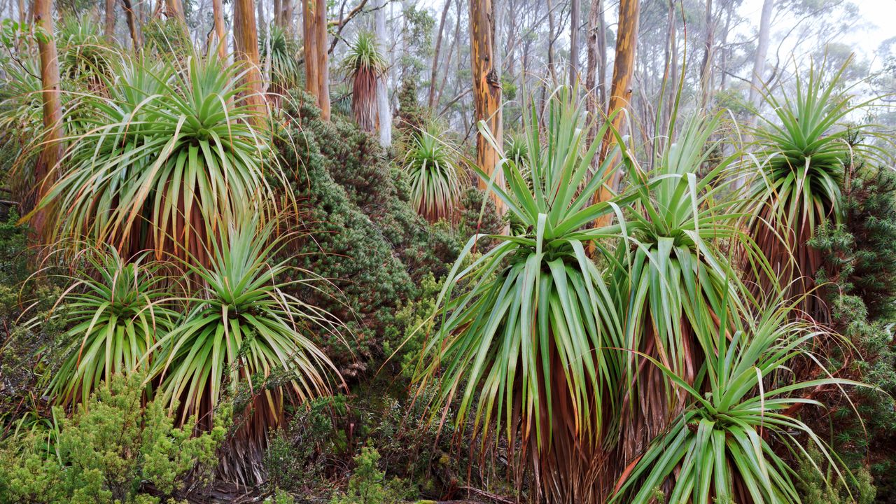 Tasmanischer Schnee-Eukalyptus und Pandani-Pflanzen in der Nähe des Lake Dobson, Mount-Field-Nationalpark, Tasmanien, Australien