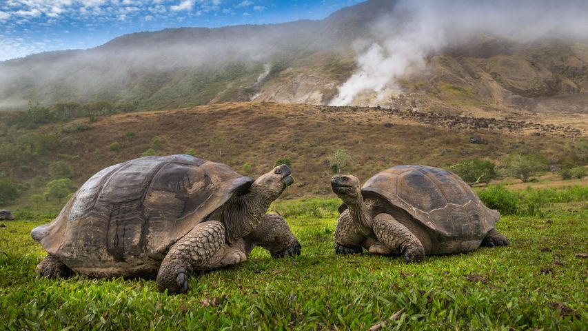 Riesenschildkröten am Vulkan Alcedo, Insel Isabela, Galápagos, Ecuador