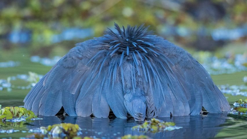 Glockenreiher auf der Jagd, Chobe-Nationalpark, Botswana