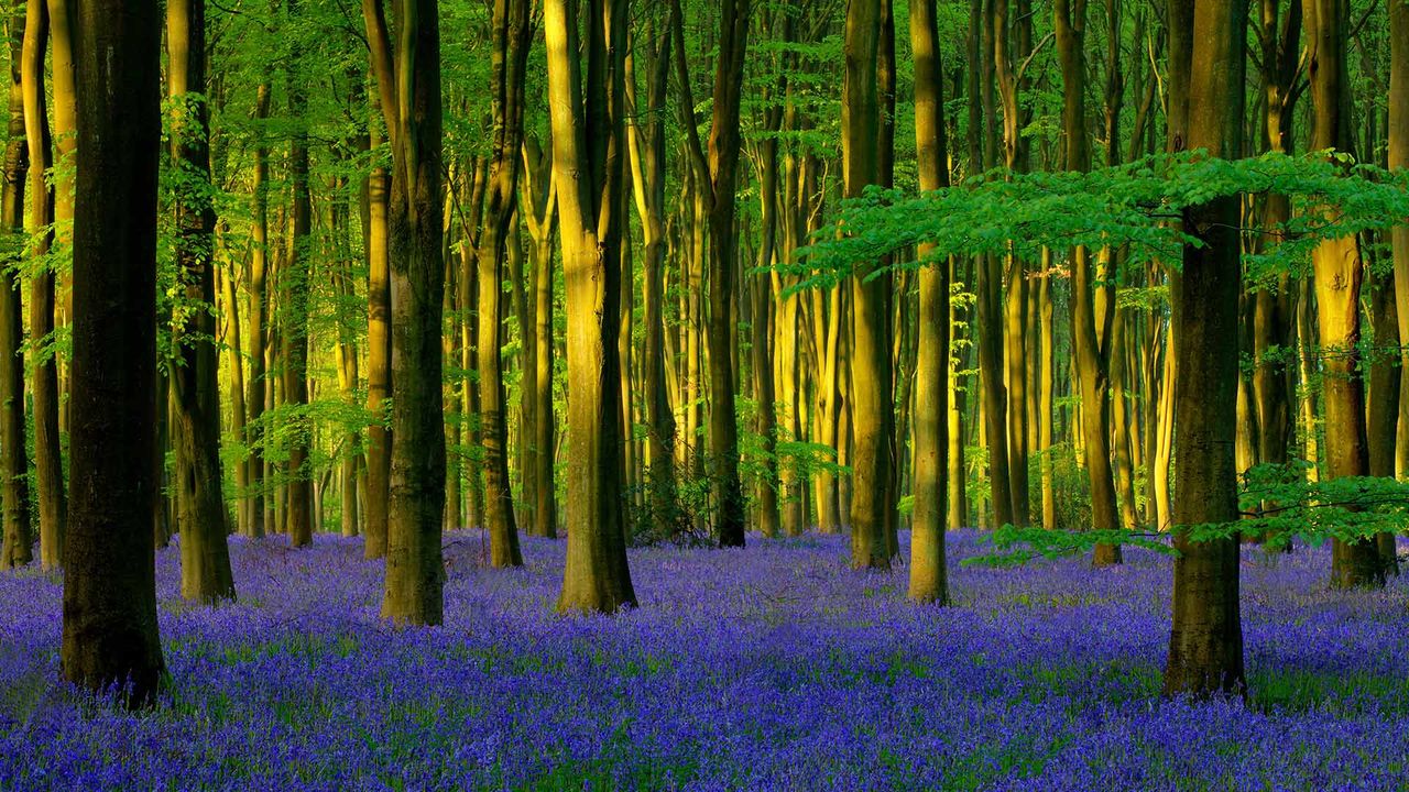 Micheldever Wood的蓝铃花，英国汉普郡