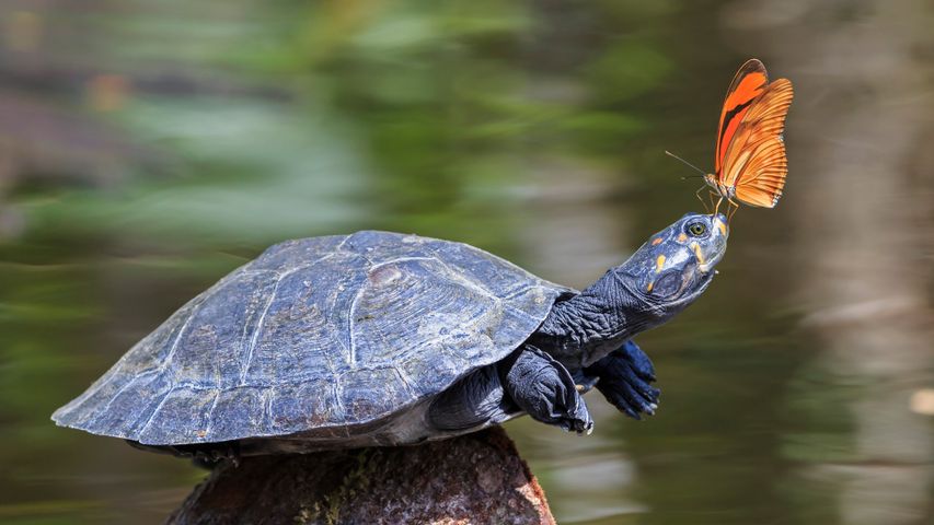 Julia-Falter auf der Nase einer Terekay-Schienenschildkröte, Amazonasgebiet, Ecuador