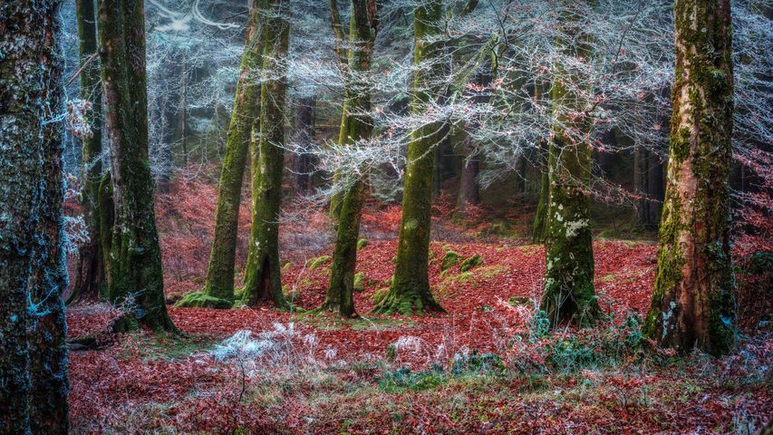 Wald in der Nähe des Dorfes Invergarry, Schottland