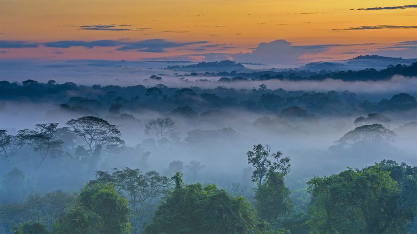 Amazonas-Regenwald im Morgennebel nahe Alta Floresta, Mato Grosso, Brasilien