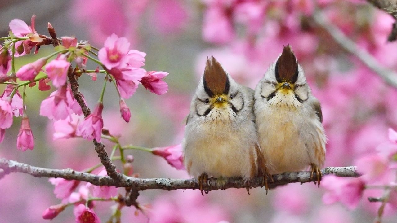 褐头凤鹛