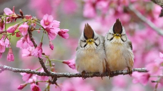 褐头凤鹛