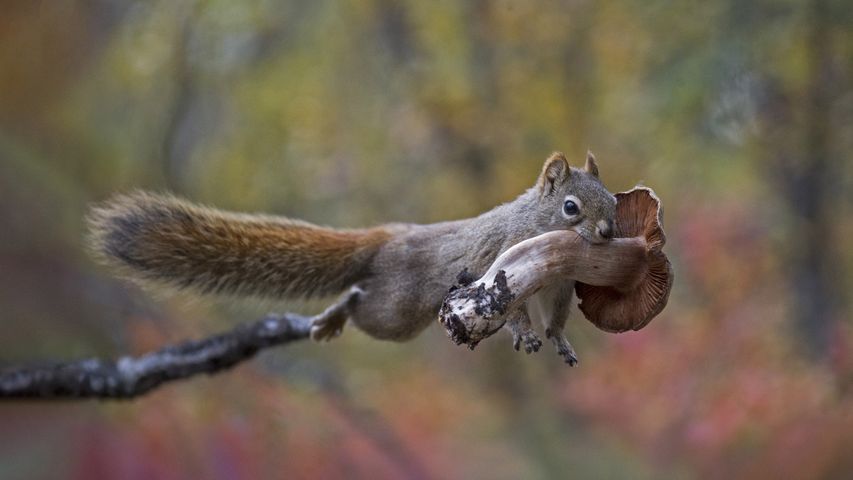 Eichhörnchen beim Transport eines Pilzes
