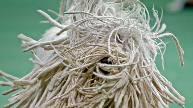一只参加威斯敏斯特犬业俱乐部狗展的可蒙犬,纽约