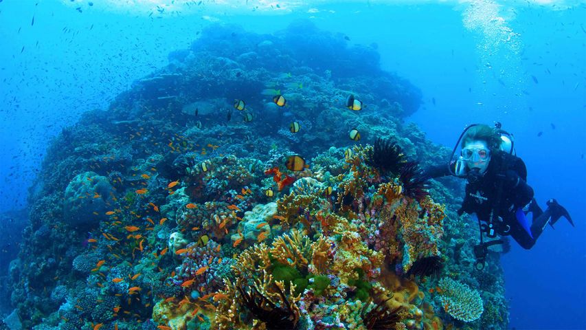 Dr. Sylvia Earle erforscht das Great Barrier Reef in einer Szene aus „Mission Blue“