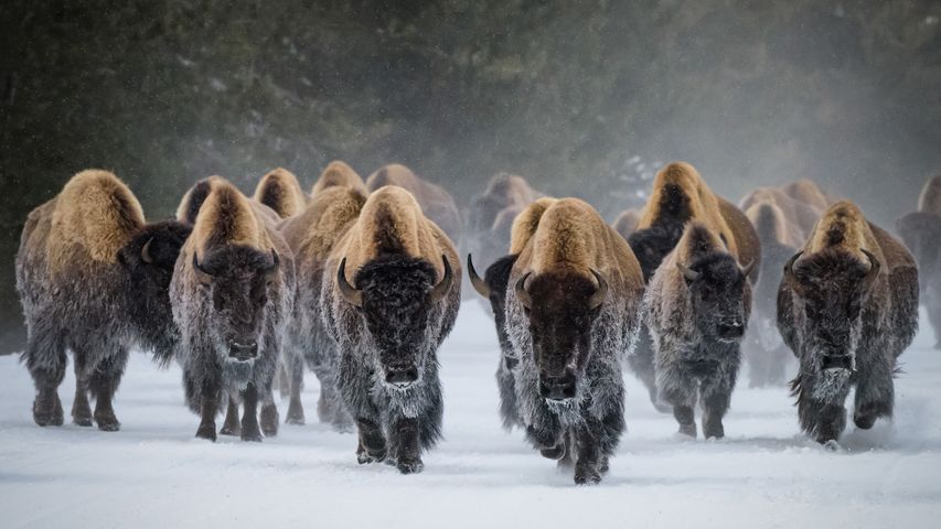Amerikanischer Bison, Yellowstone-Nationalpark, Wyoming, USA