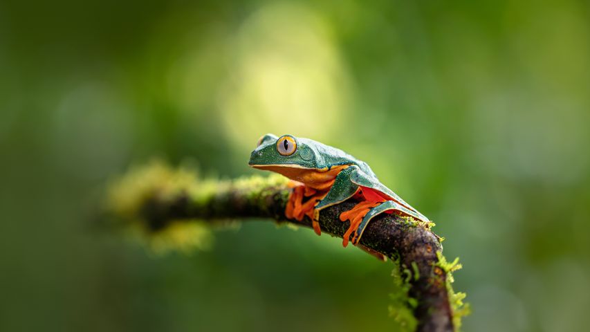 Prachtgreiffrosch