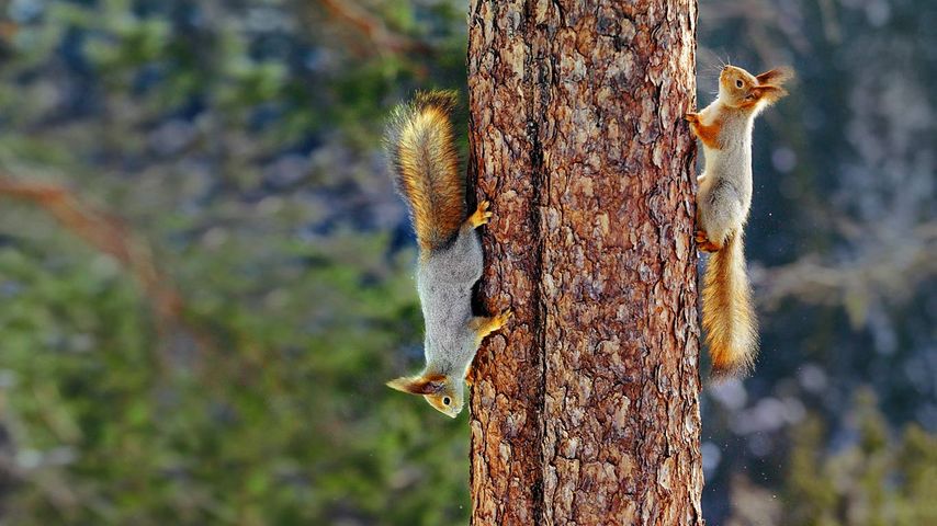 Eichhörnchen, Finnland
