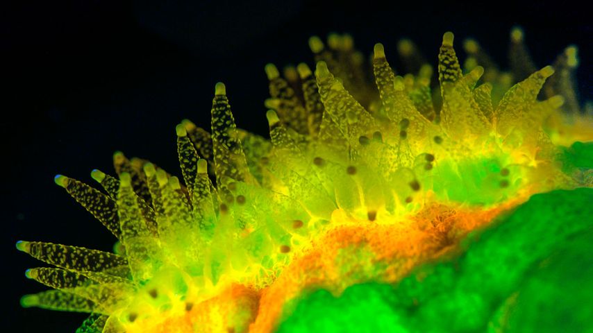 Durch UV-Strahlung fluoreszierende Polypen der Steinkoralle während der Nahrungsaufnahme bei Nacht, Sabah, Borneo, Malaysia