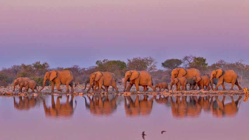 Im Kruger-Nationalpark in Südafrika, anlässlich des Welt-Elefanten-Tages