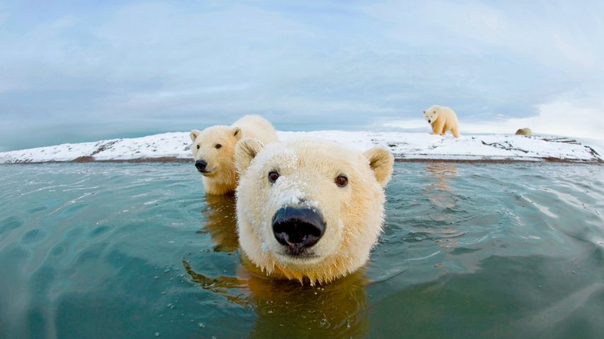 Eisbären, Arctic National Wildlife Refuge, Alaska