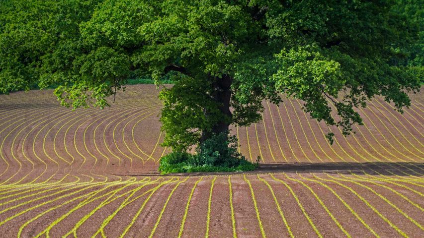 Stieleiche in einem Feld, Monmouthshire, Wales, Großbritannien 