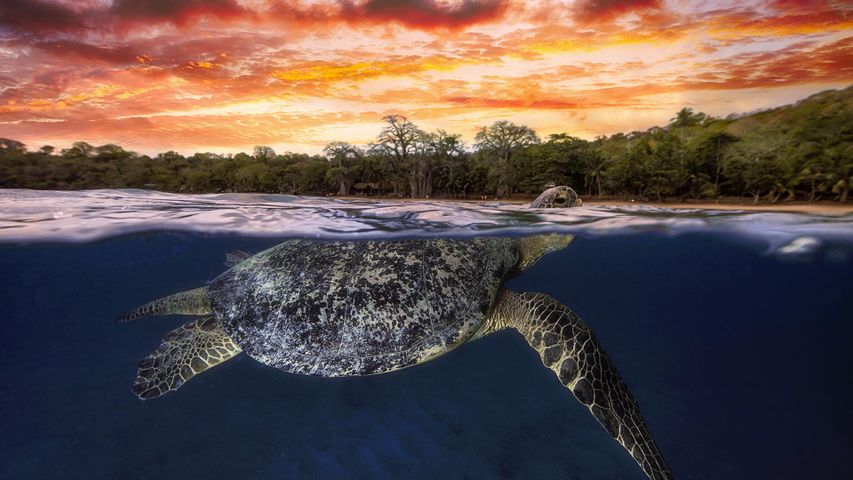 Grüne Meeresschildkröte in der Abenddämmerung, Mayotte, Indischer Ozean 