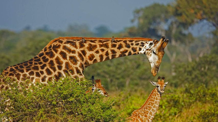 Giraffen-Männchen mit zwei Jungtieren