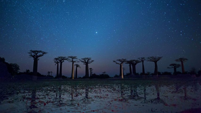 Affenbrotbäume der Baobaballee in der Region Menabe, Madagaskar 