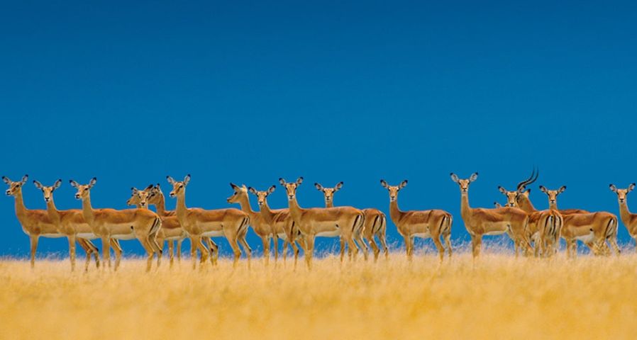 Impala-Herde im Serengeti-Nationalpark, Tansania – Frans Lanting/Corbis ©
