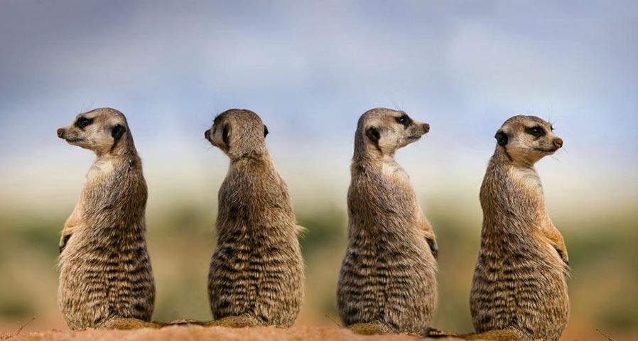Vier Erdmännchen halten Ausschau in der Wüste Namibias