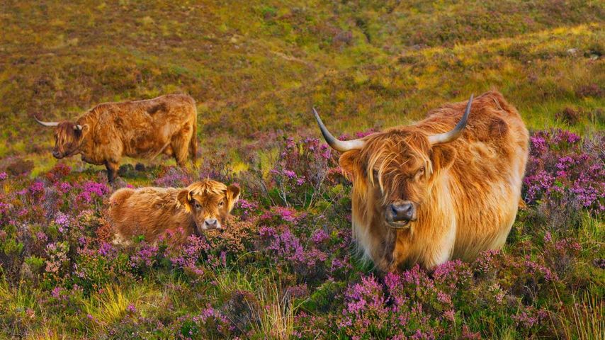Hochlandrinder in einem Heidefeld auf der Isle of Skye, Schottland