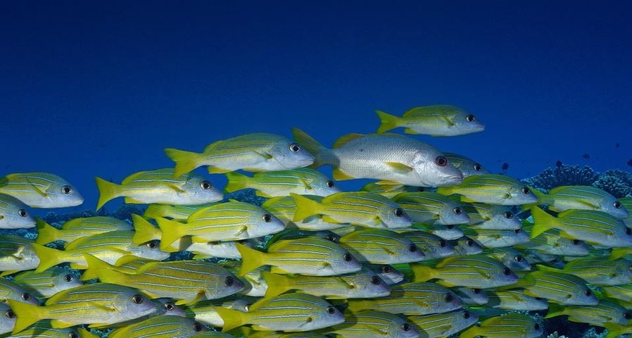 Ein Schwarm Blaustreifen-Schnapper vor der Küste von Bora Bora – Rodger Klein/WaterFrame-Underwater Images/Photolibrary ©
