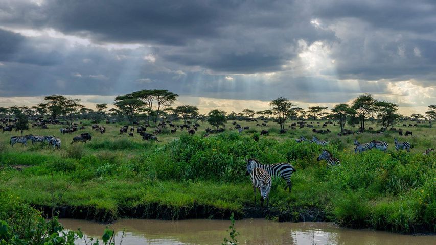 Zebras und Gnus im Serengeti-Nationalpark in Tansania