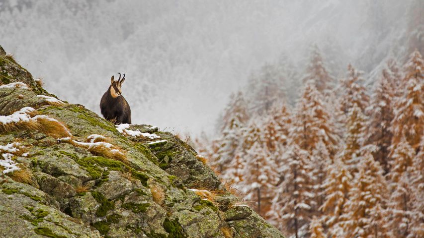 Alpengämse im Nationalpark Gran Paradiso, Italien 