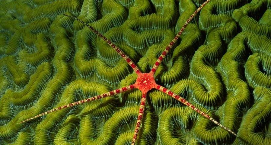 Ein Schlangenstern in einem Korallenriff auf den Kaimaninseln