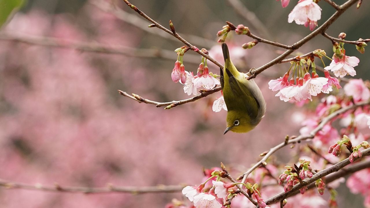 一只在樱花树上嬉戏的绿绣眼（© Reece Cheng/500px）