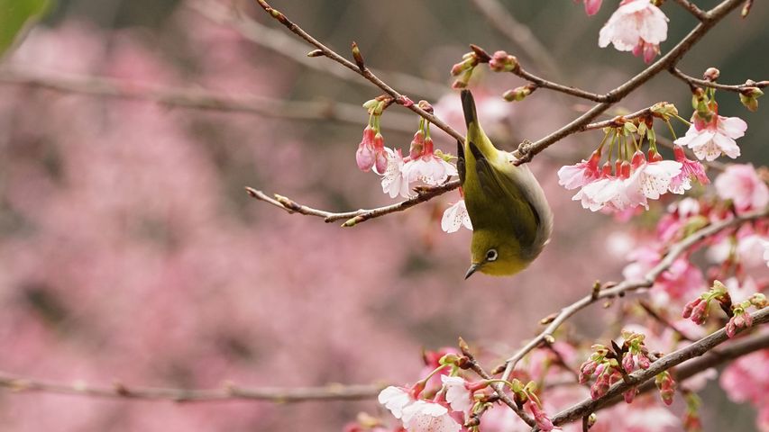 Japanbrillenvogel auf dem Zweig eines Kirschbaums 