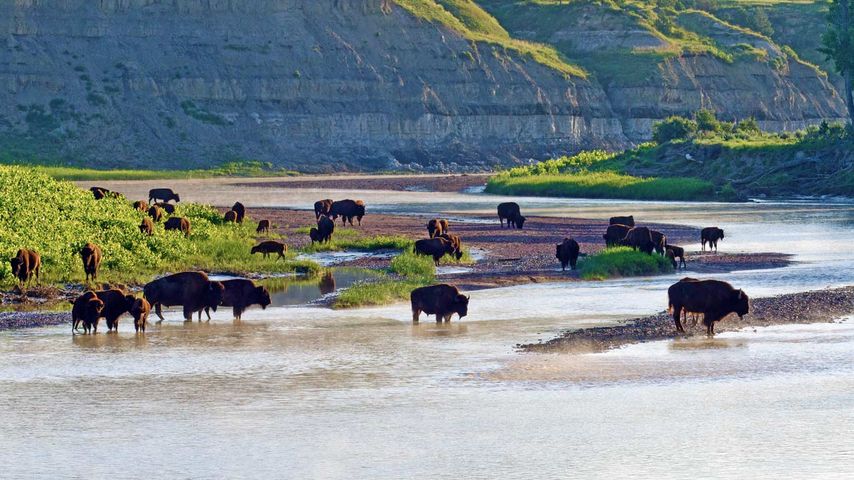 Amerikanische Bisons am Little Missouri River, Theodore-Roosevelt-Nationalpark, North Dakota, USA 