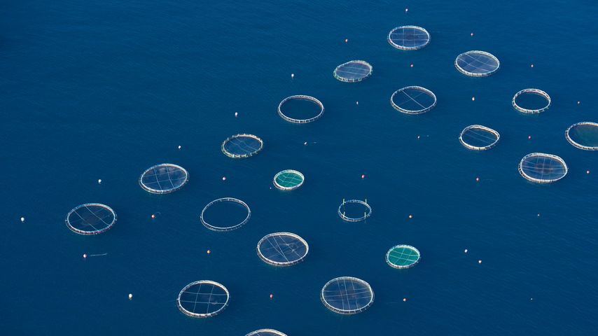 Aquakultur nahe der Inselgruppe L’archipel des Sanguinaires, Ajaccio, Korsika, Frankreich 