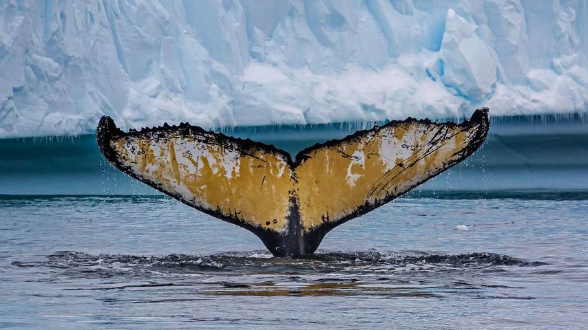 Fluke eines Buckelwals, Cierva Cove, Antarktis 