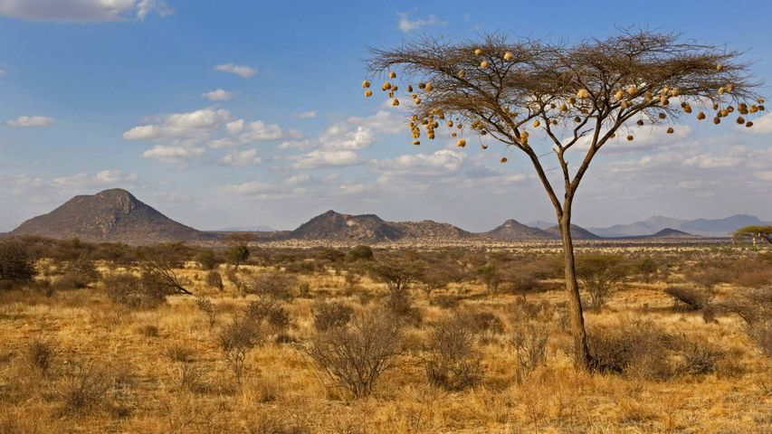 Webervogelnester in einer Akazie, Naturschutzgebiet Samburu National Reserve, Kenia 