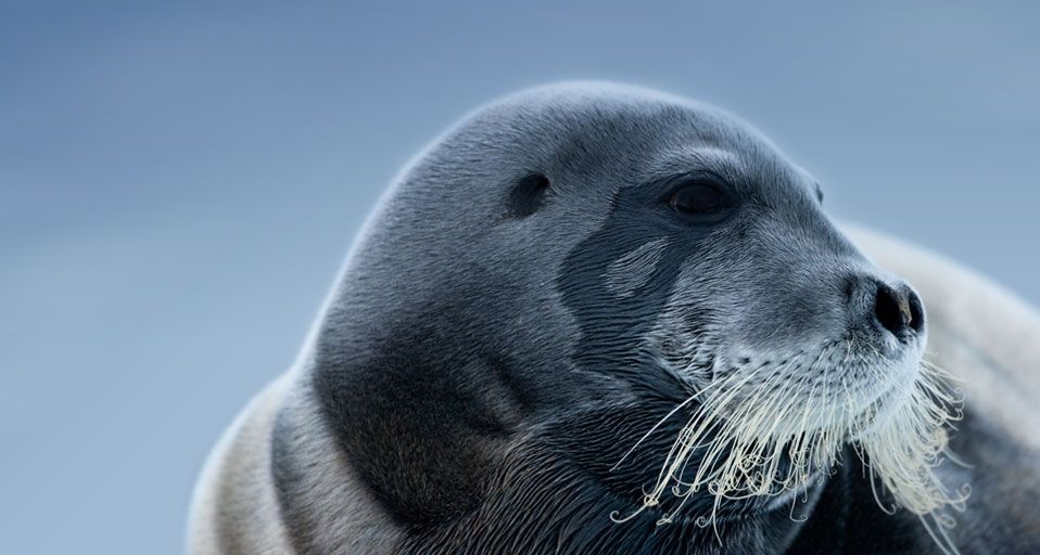 髯海豹