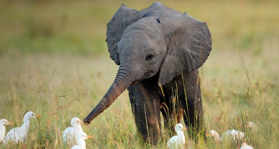 Ein junger afrikanischer Elefant beäugt neugierig mehrere kleine Kuhreiher –  Anup Shah/Corbis ©