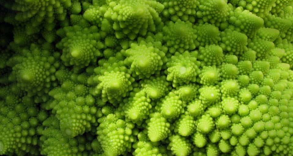 罗马花椰菜