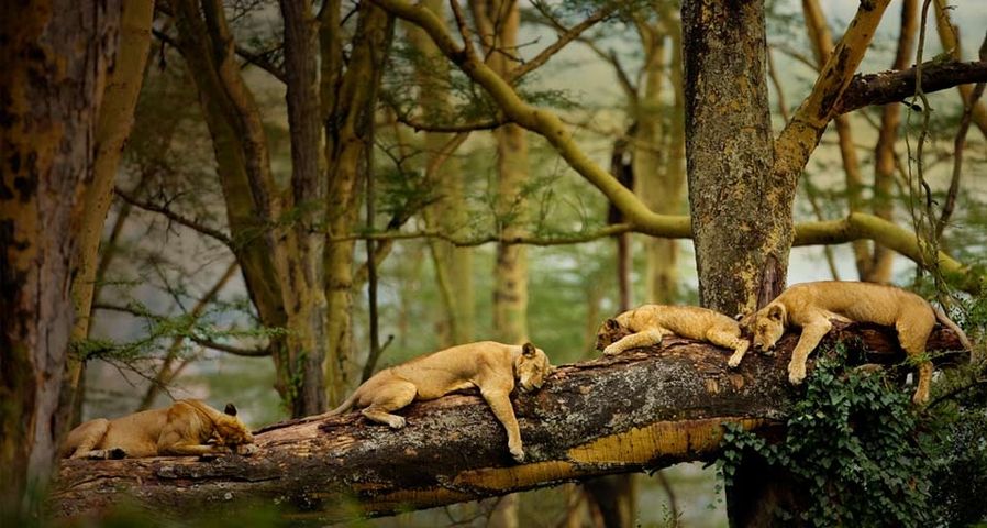 Vier Löwen dösen auf einem Baumstamm – Scott Stulberg/Corbis ©