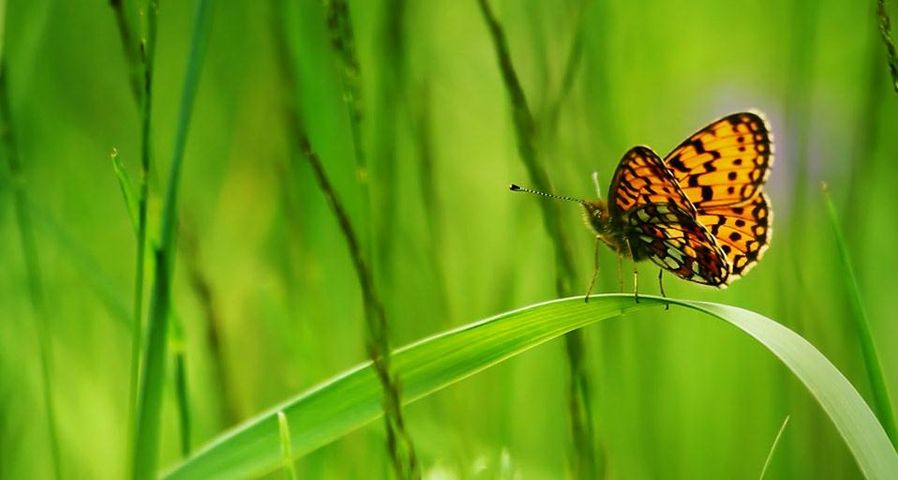 Ein Edelfalter-Schmetterling sitzt auf einem Grashalm