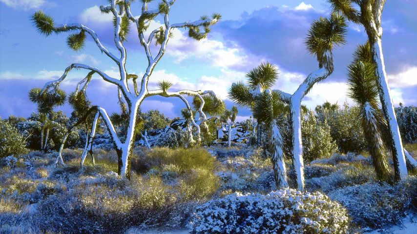 Schneebedeckte Josuabäume, Joshua-Tree-Nationalpark, Kalifornien, USA