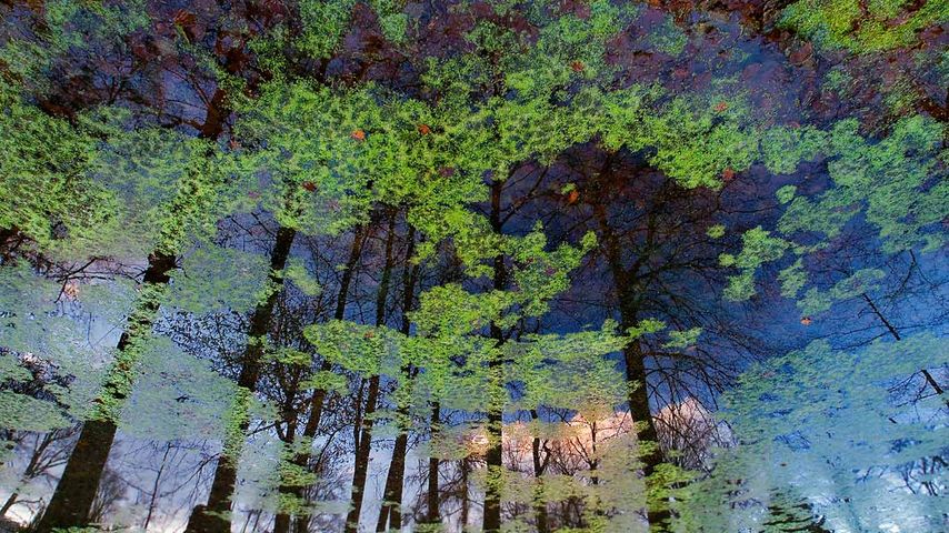 Spiegelung auf einem See, Bergpark Wilhelmshöhe, Kassel, Hessen, Deutschland 