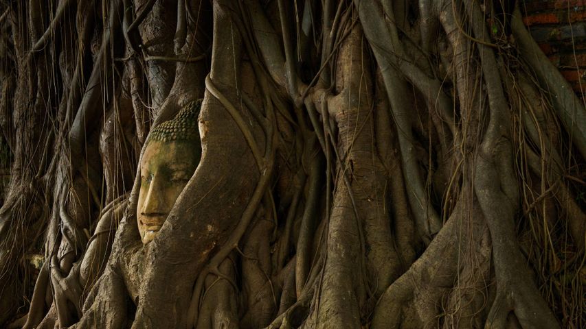 Ein von Baumwurzeln umschlungener Buddha-Kopf, Ayutthaya, Thailand 