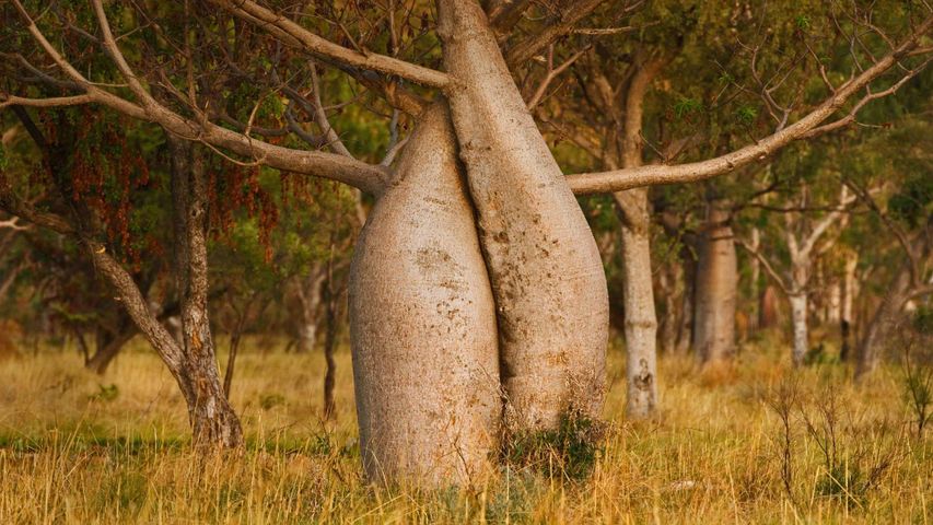 Australischer Affenbrotbaum, Region Kimberley, Western Australia, Australien 