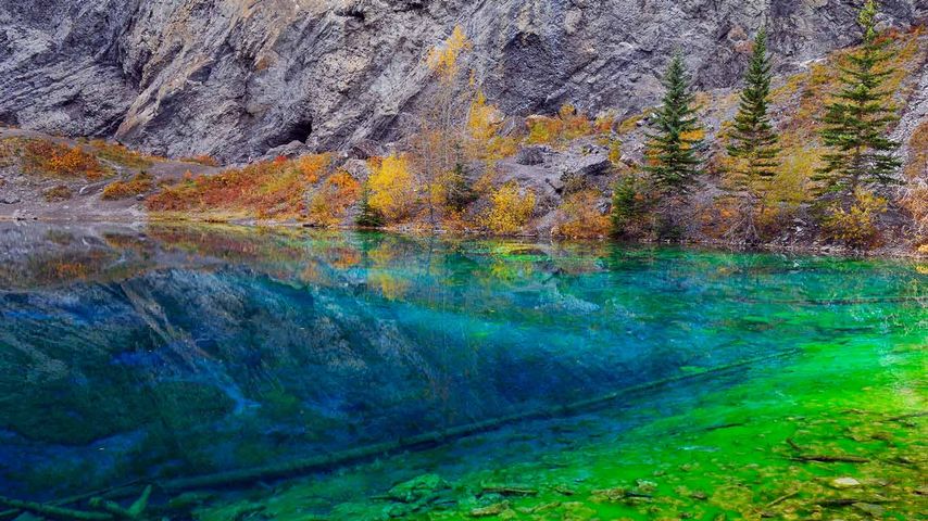 Blau- und Grünalgen im klaren Wasser der Grassi Lakes, nahe Canmore, Alberta, Kanada