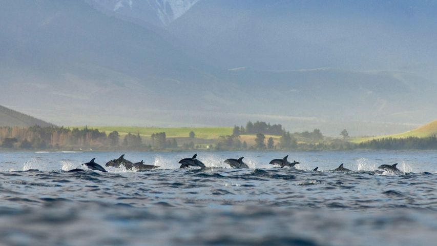 Schwarzdelfine vor Kaikoura, Neuseeland 