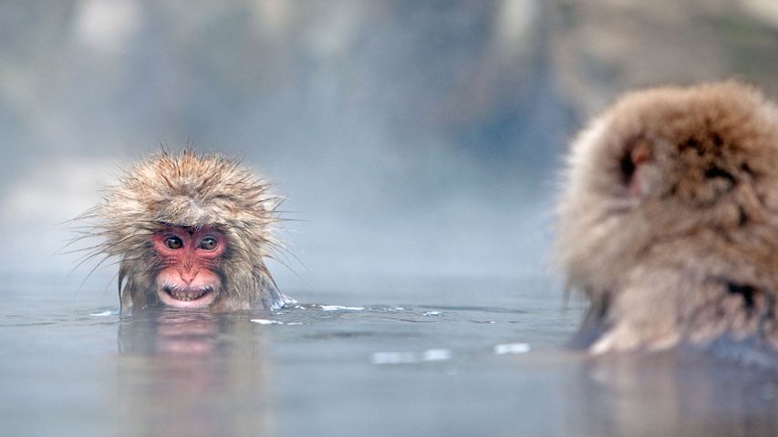 Badende Japanmakaken in einer heißen Quelle, Jigokudani-Affenpark, Japan 