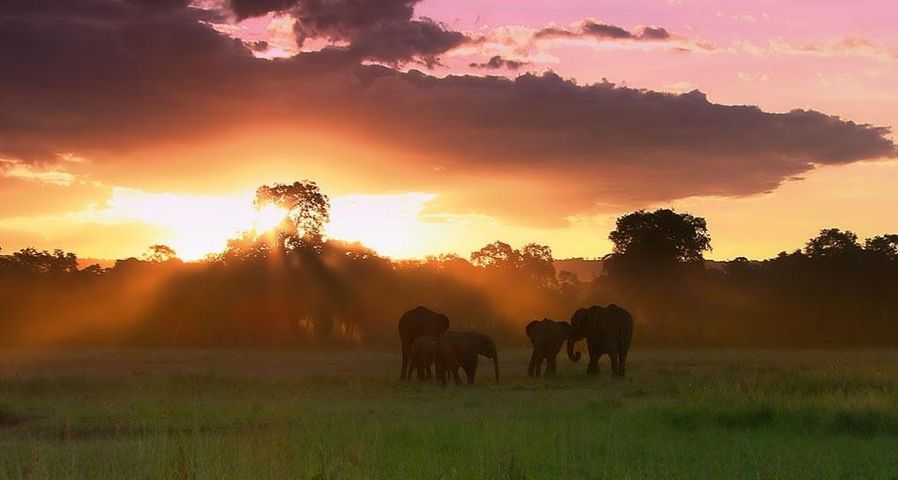 Eine Elefantenherde im Masai Mara-Naturschutzgebiet, Kenia