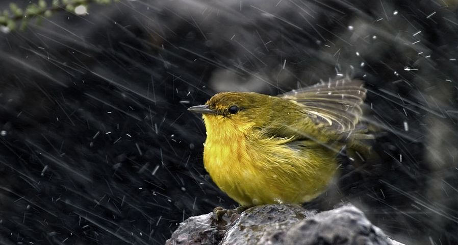 Ein Fink mit gelber Brust plustert sich als Schutz vor dem Regen auf