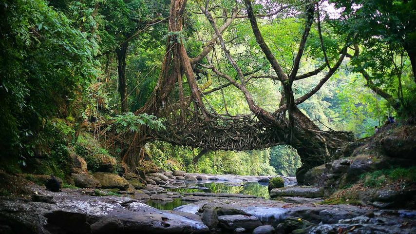 Lebende Brücke im Distrikt East Khasi Hills, Bundesstaat Meghalaya, Inden